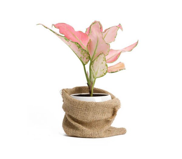 Dracaena draco - Image 2