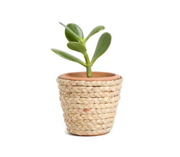 Monstera Deliciosa - Image 4
