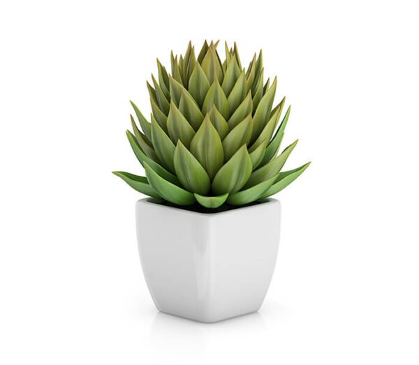 Philodendron Selloum - Image 4