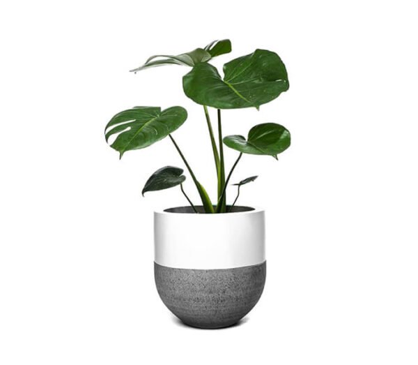 Philo Congo Green - Image 7