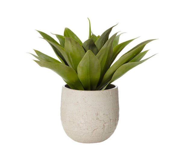 Monstera Deliciosa - Image 6