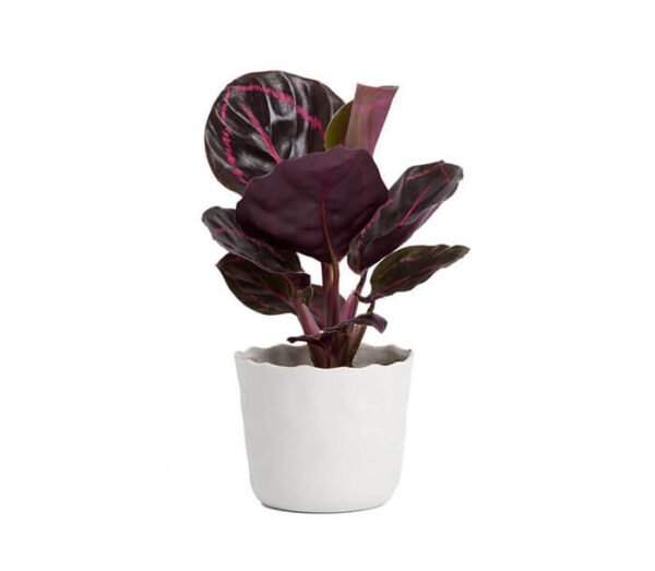 Parijatha Plant - Image 3