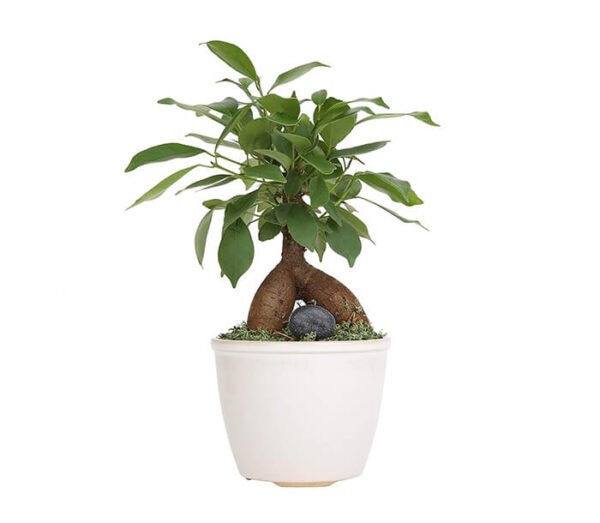 Monstera Deliciosa - Image 7