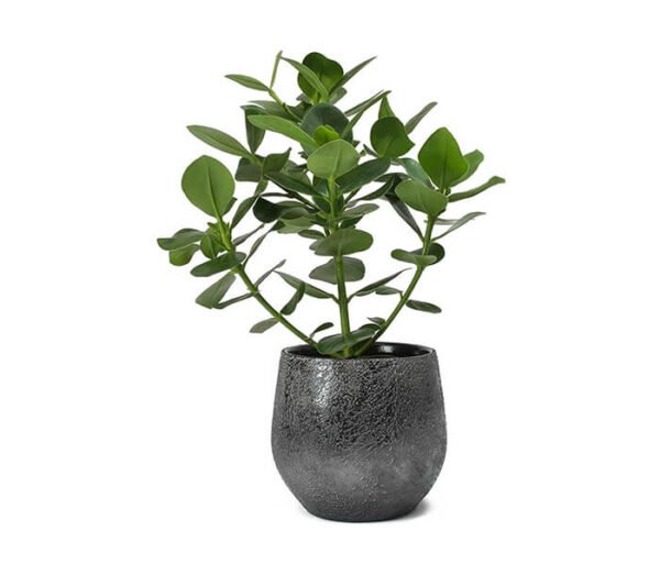 Dracaena draco - Image 7