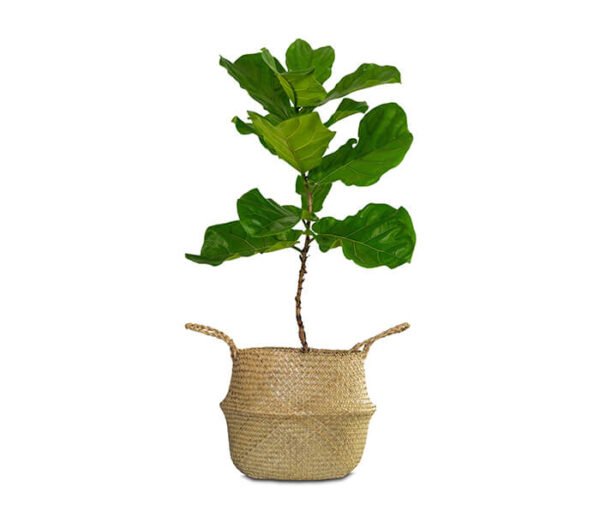 Aglaonema Valentine - Image 3
