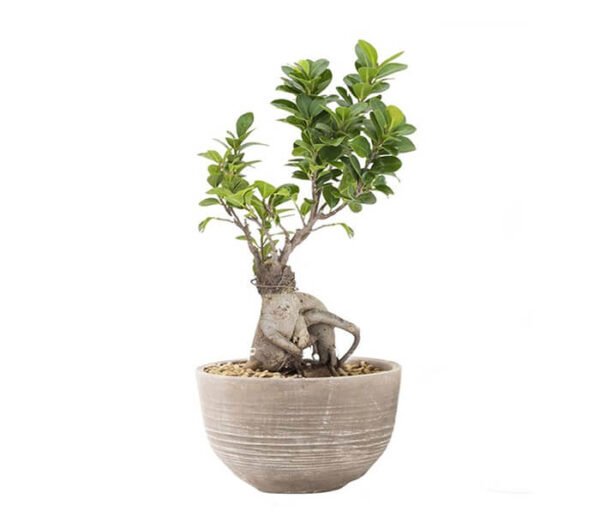 Dracaena draco - Image 6