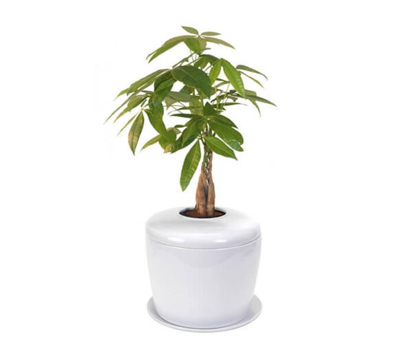 Aglaonema Valentine - Image 5