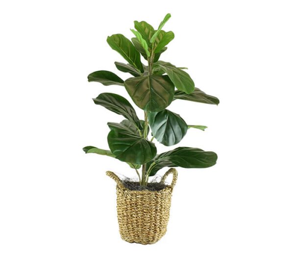 Aglaonema Valentine - Image 6