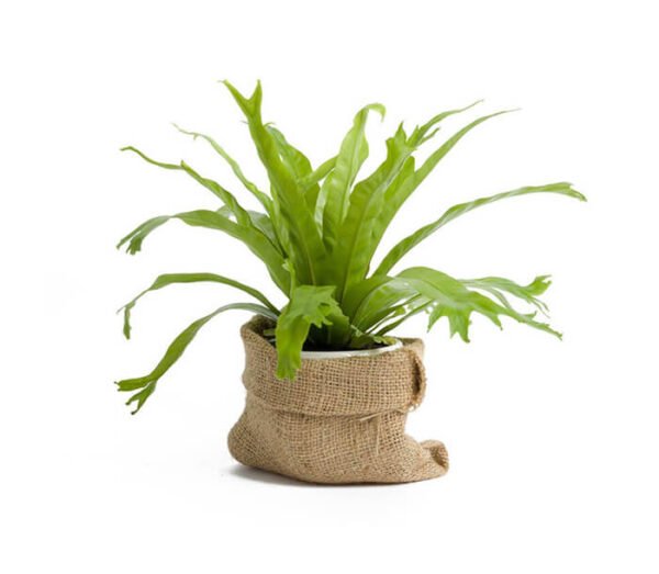 Dracaena draco - Image 3