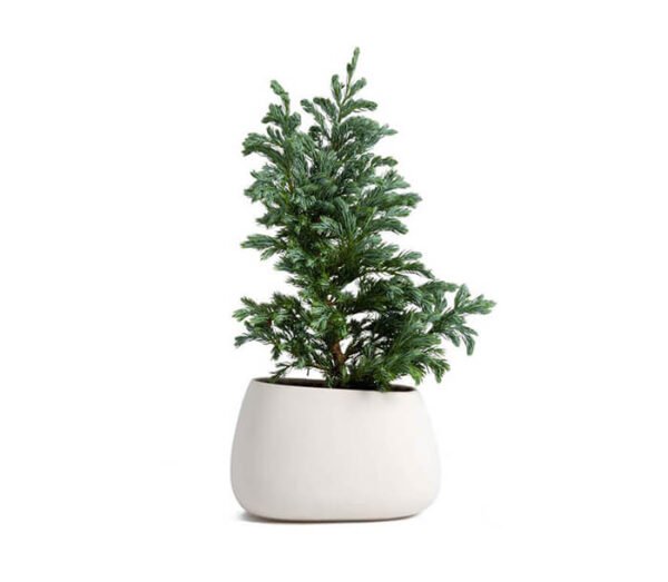 Dracaena draco - Image 4