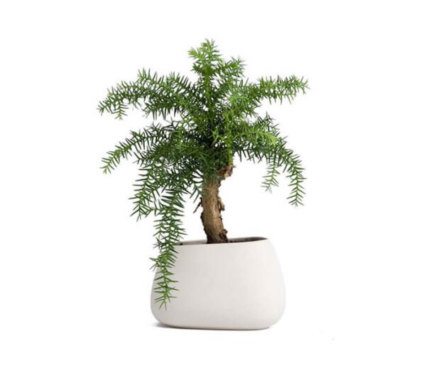Parijatha Plant - Image 6