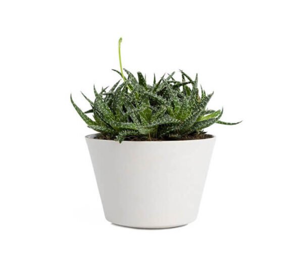 Parijatha Plant - Image 7