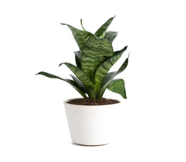 Dracaena draco - Image 5