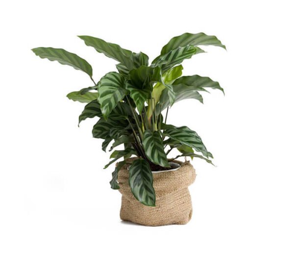 Monstera Deliciosa - Image 5