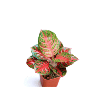 Aglaonema Valentine