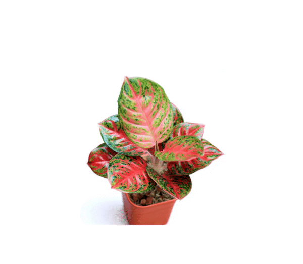 Aglaonema Valentine