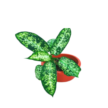 Aglaonema snow white