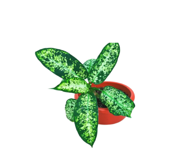 Aglaonema snow white