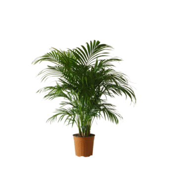 Areca Palms