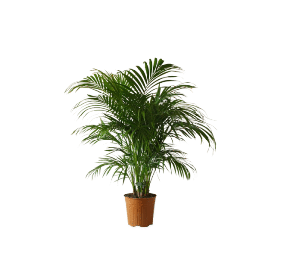 Areca Palms