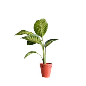 Dieffenbachia plant