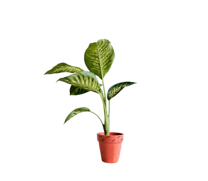 Dieffenbachia plant