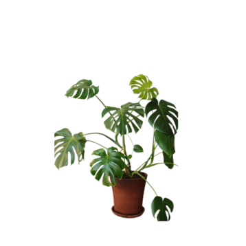 Monstera Deliciosa