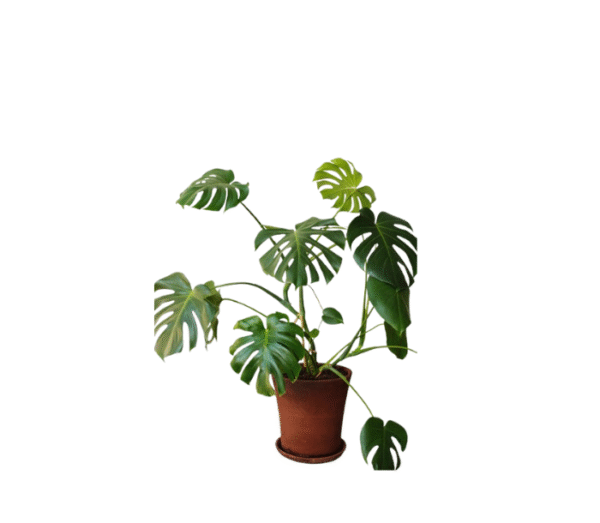 Monstera Deliciosa