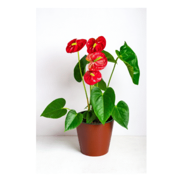 Anthurium plants-Flower