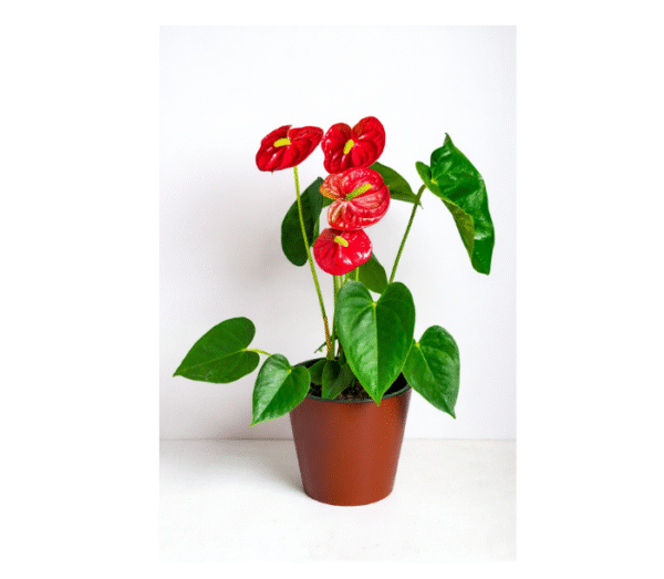 Anthurium plants-Flower