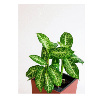 Aglaonema Dove