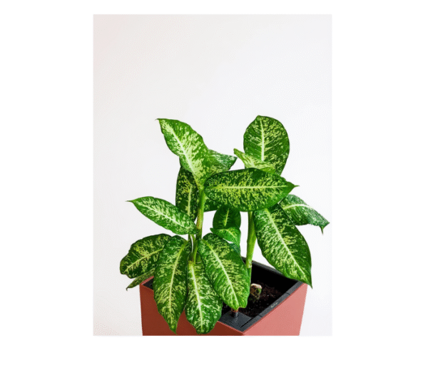 Aglaonema Dove