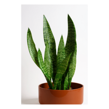 Snake Plant