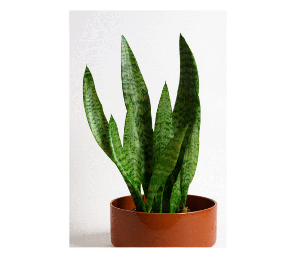 Snake Plant