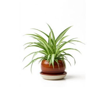 Spider Plant