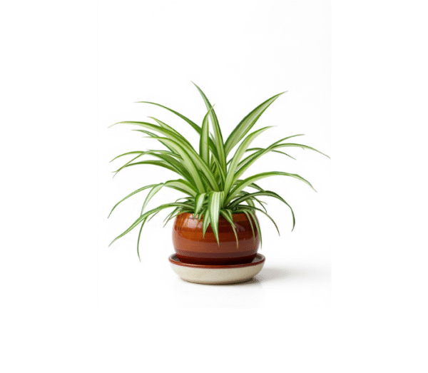 Spider Plant