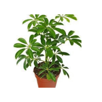 Schefflera