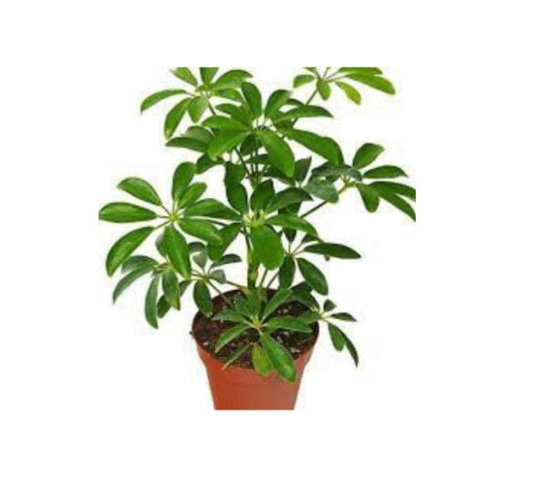 Schefflera
