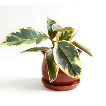 Rubber plant