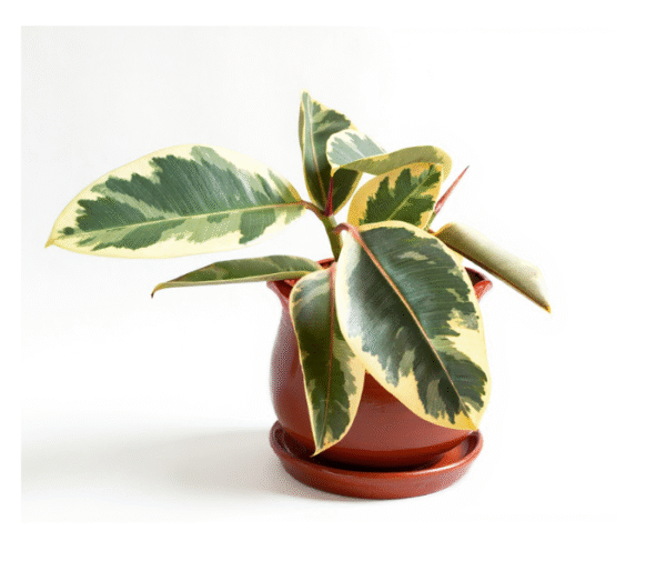 Chinese evergreen plant - Image 4