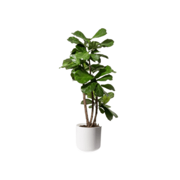 Fiddle leaf fig