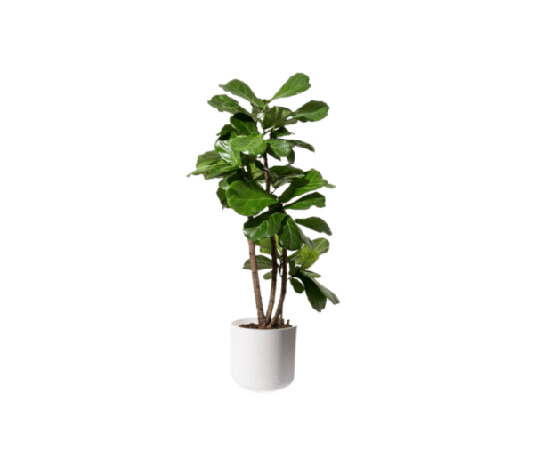 Fiddle leaf fig