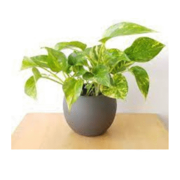 Money plant