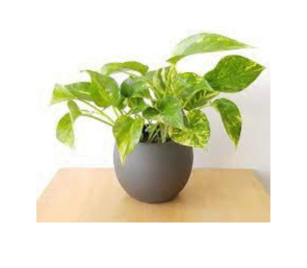 Money plant