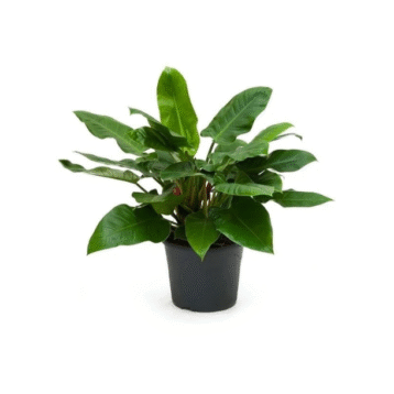 Philodendron Green