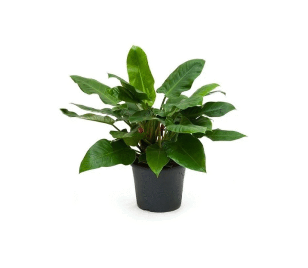 Philodendron Green