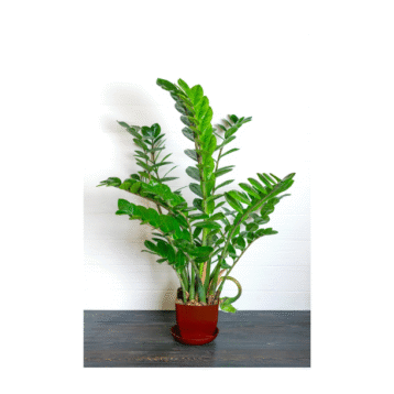 Zamia Plant