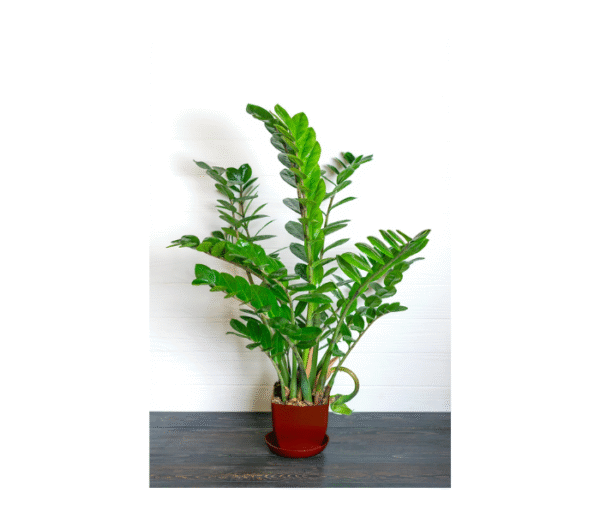 Zamia Plant