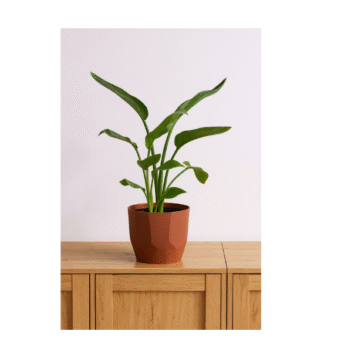 Philo Congo Green