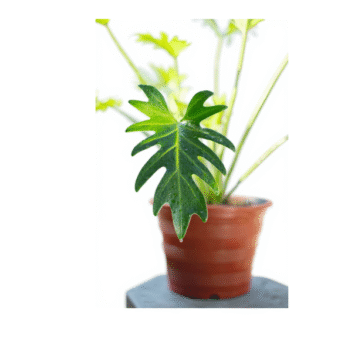Philodendron Selloum